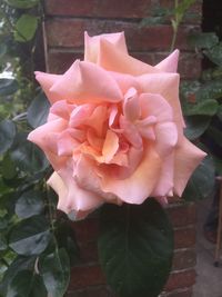 Close-up of rose blooming outdoors