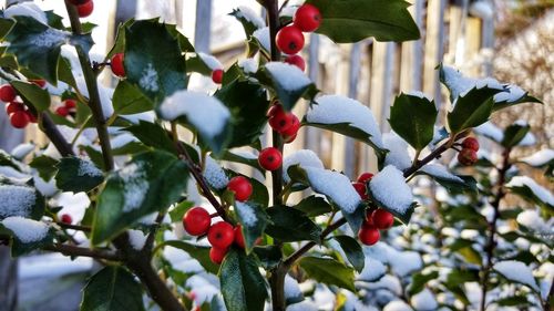 Close-up of berries on tree