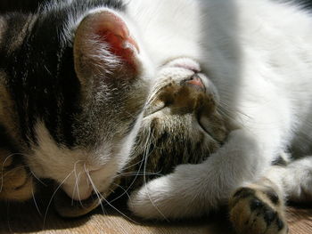 Close-up of two cats playing 