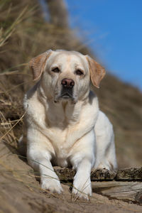 Close-up portrait of dog sitting on sand