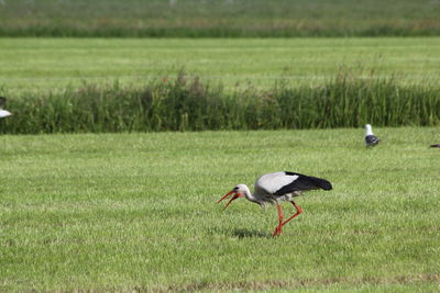 Side view of a bird on field