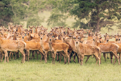 Herd of deer standing on land in forest