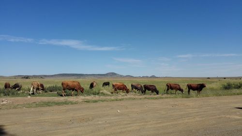 Cows grazing on landscape against sky