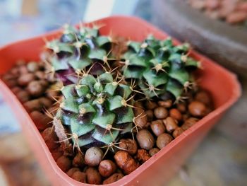 High angle view of succulent plant in pot