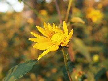 Close-up of yellow flower