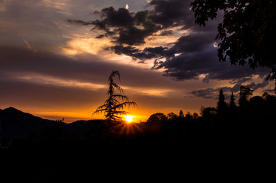 Silhouette of trees at sunset