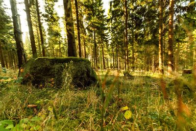 Trees in forest