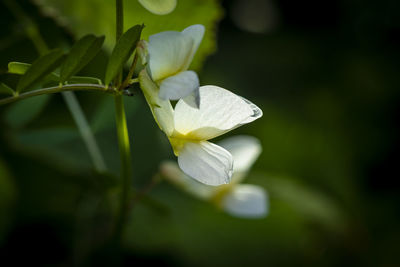 Close-up of white flowering plant