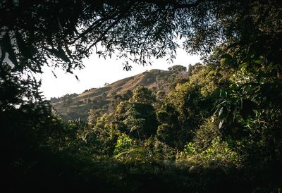 Low angle view of trees against sky