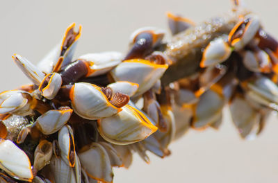 Close-up of insect