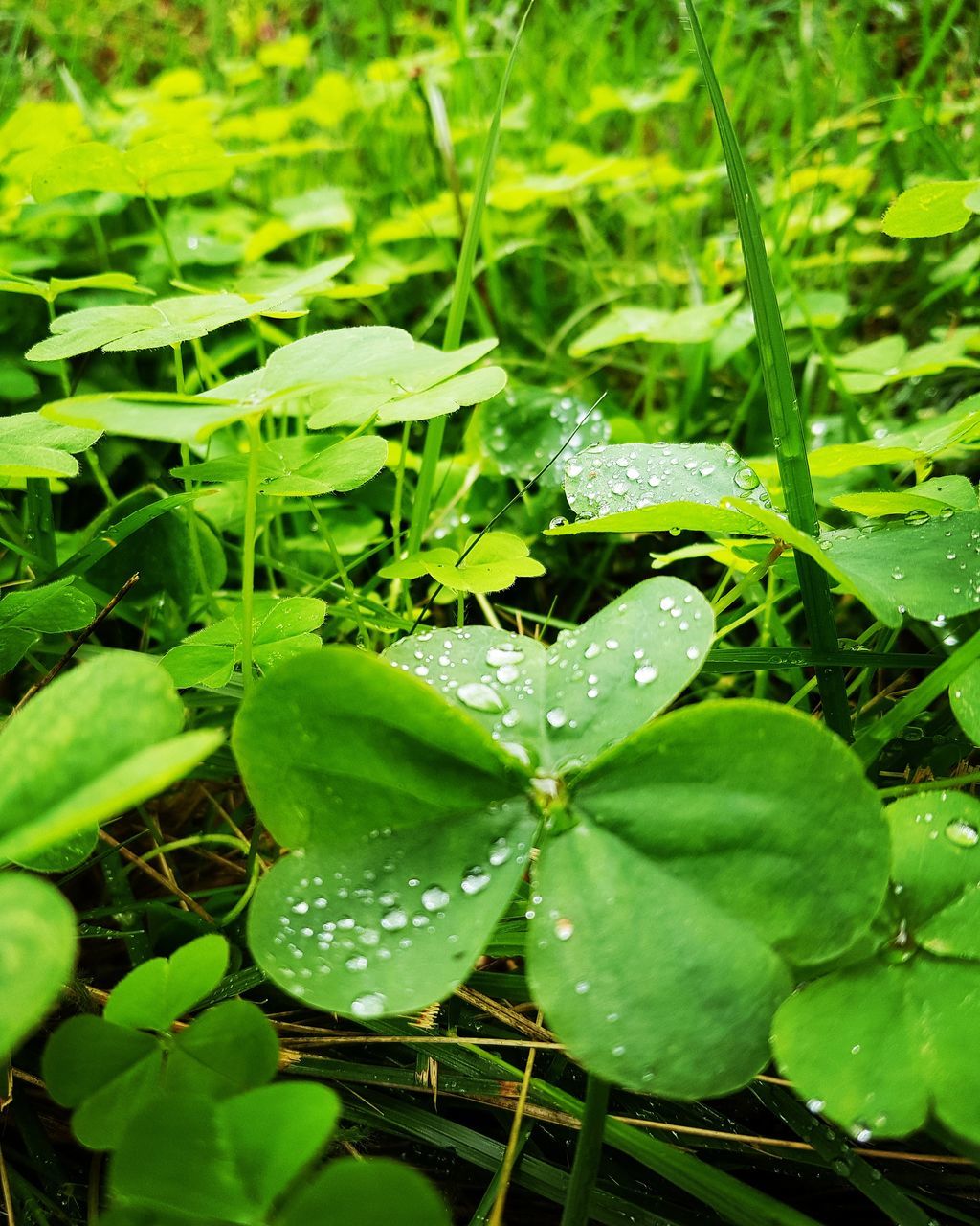 leaf, drop, nature, growth, green color, plant, wet, water, freshness, raindrop, no people, close-up, beauty in nature, day, fragility, outdoors