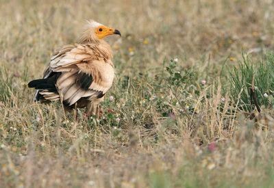 Bird perching on a field