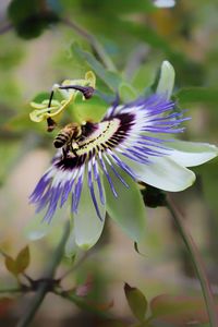 Close-up of purple flower on plant
