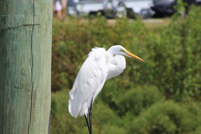 Close-up of white bird perching on wooden post