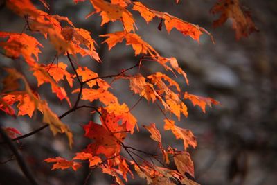 Low angle view of maple leaves on tree during autumn