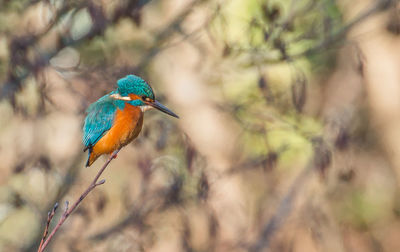 Close-up of bird perching on tree