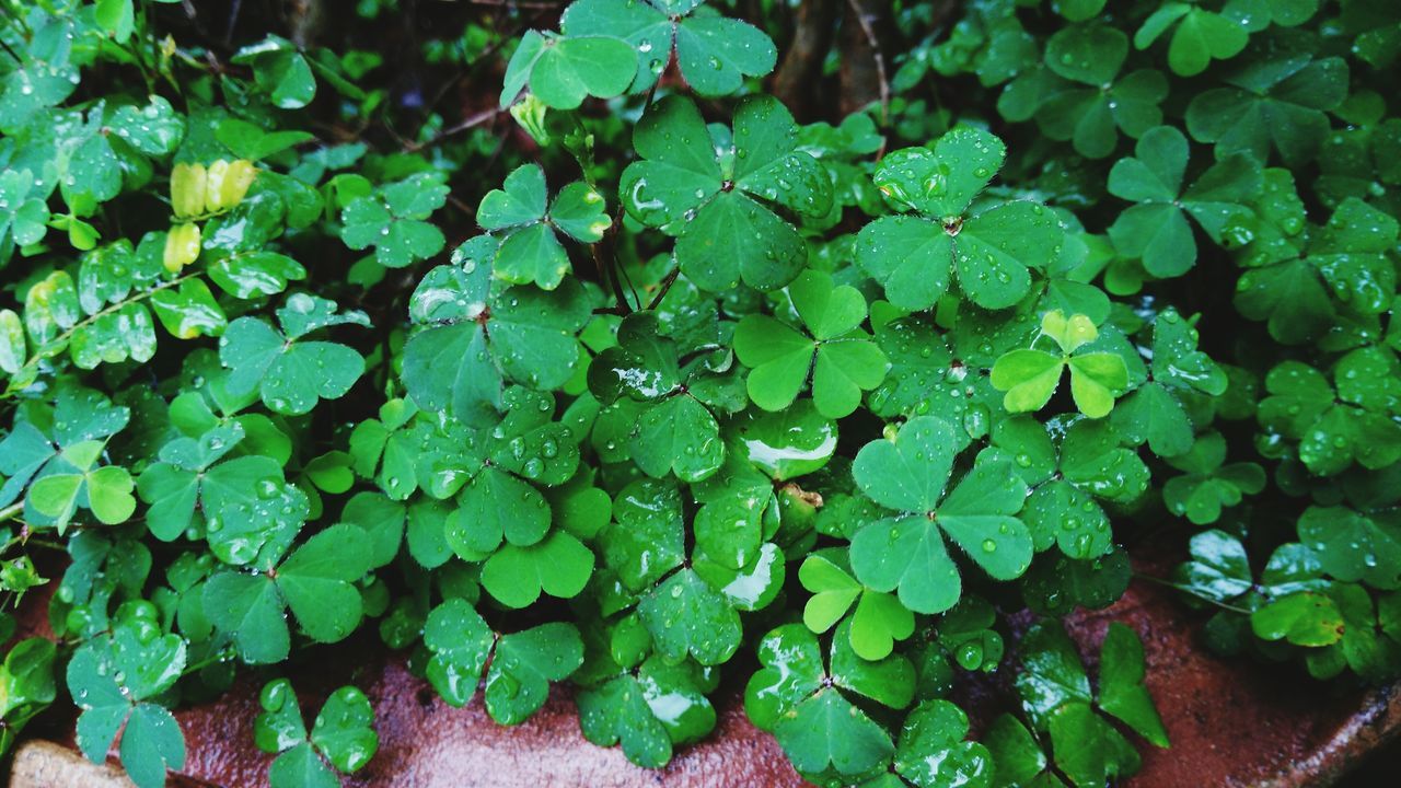 leaf, green color, water, growth, plant, nature, high angle view, beauty in nature, wet, drop, full frame, freshness, leaves, close-up, backgrounds, tranquility, fragility, day, outdoors, no people