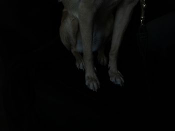 Low section of dog against black background