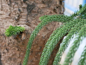 Close-up of rope tied on plant against wall