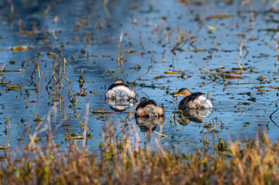 Ducks in lake