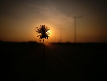 Close-up of silhouette flower on field against sky at sunset