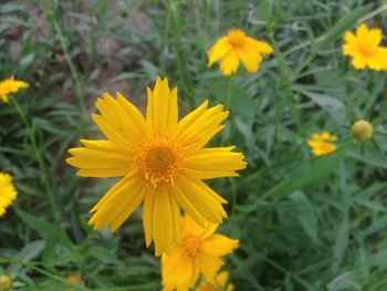 Close-up of yellow flowering plant on field