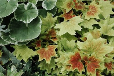 Full frame shot of leaves on plant