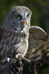 great grey owl