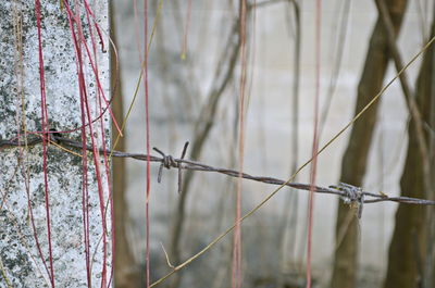 Close-up of barbed wire fence against wall