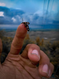 Cropped image of hand holding small insect in sea