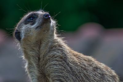 Close-up of an animal looking away