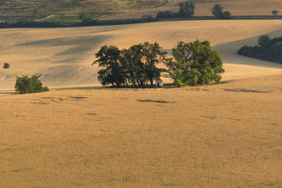 Trees on field against sky