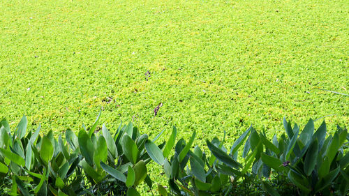 High angle view of green field