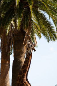 Low angle view of coconut palm tree against clear sky