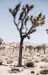 Trees on landscape against clear sky