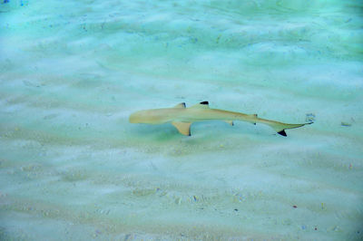 High angle view of man swimming in sea