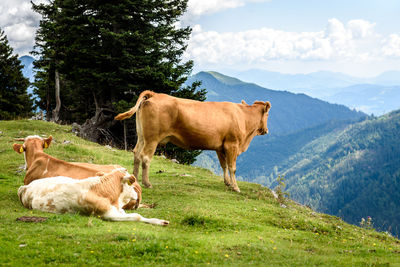 Cows in a farm