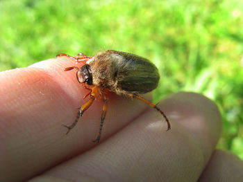 Close-up of insect on hand