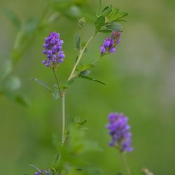 Close-up of purple flowering plant