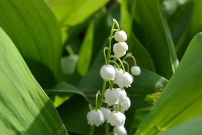 Close-up of white flowering plant