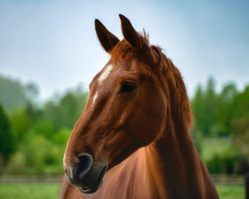 Close-up of a horse against the sky