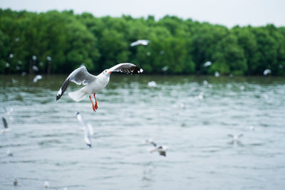 Seagull flying over lake