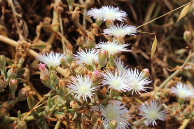 Close-up of flowers