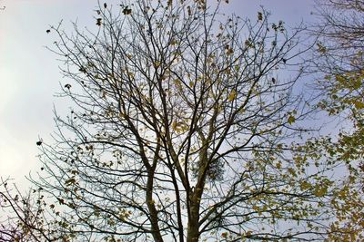 Low angle view of silhouette tree against sky