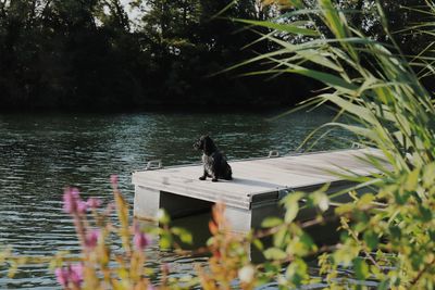 Bird in lake