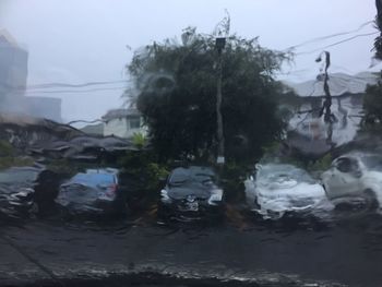 Reflection of trees in puddle