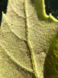 Close up of green plant