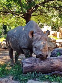 Close-up of tree trunk