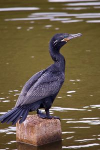 Close-up of gray heron perching on lake