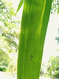 Close-up of leaf on tree